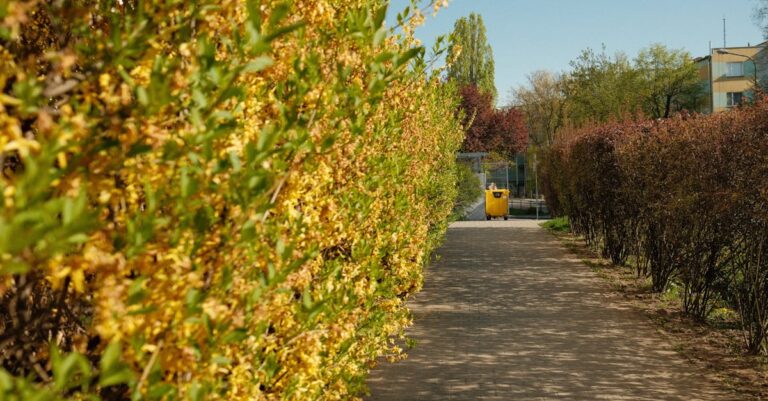 3 Best Shrub Rakes for Cleaning Around Bushes That Save Your Back