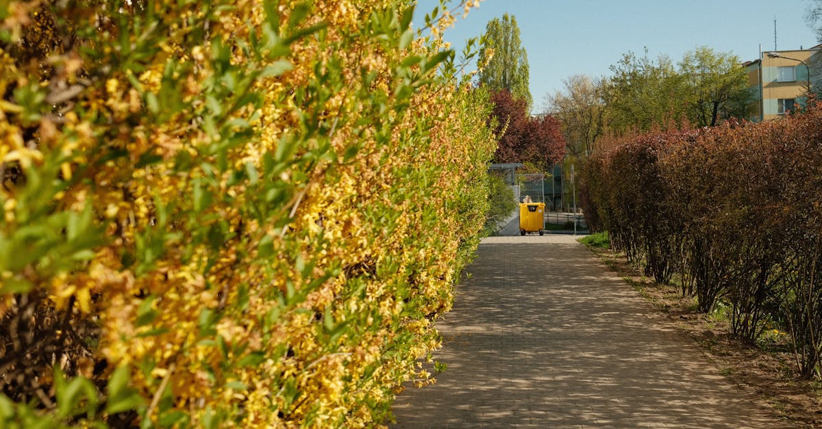a tranquil outdoor pathway framed by vibrant green and yellow bushes capturing the essence of sprin