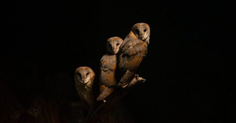 7 Best Electronic Owl Decoys for Silent Rodent Control Without Chemicals