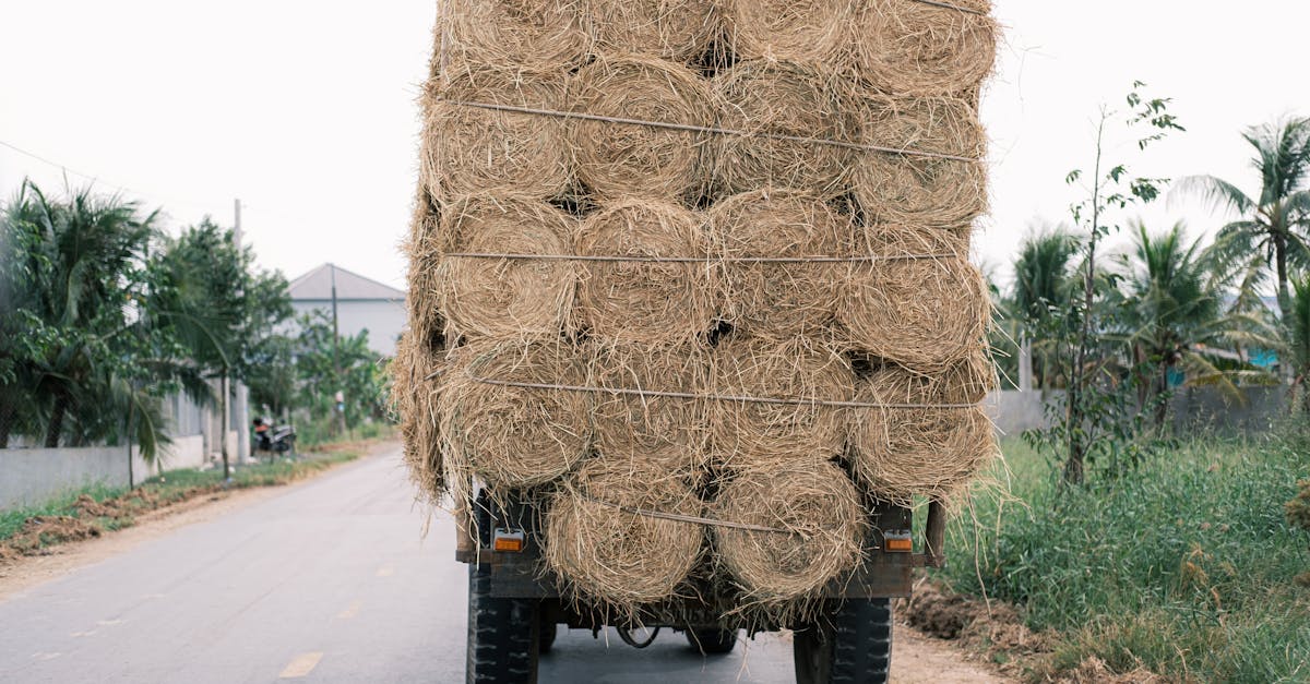 a truck loaded with bales of hay travels down a rural road surrounded by fields and palm trees 1