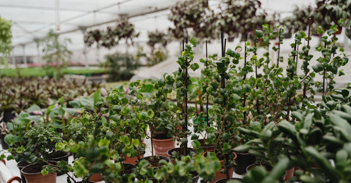 a variety of potted plants thriving in an indoor greenhouse showcasing lush green foliage