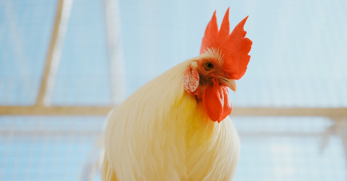 a vibrant close up of a white rooster with bright red comb against a blue background