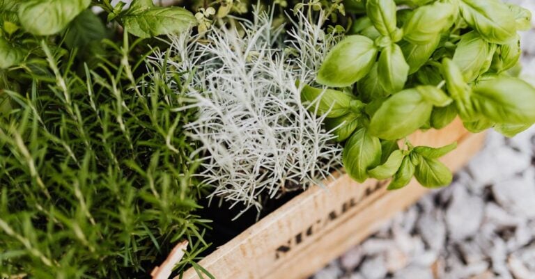 6 Best Thyme Serpyllum for Well Drained Soil That Create Living Carpets
