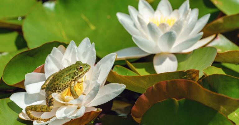 6 Best Native Pond Plants for Attracting Frogs That Create Year-Round Habitat
