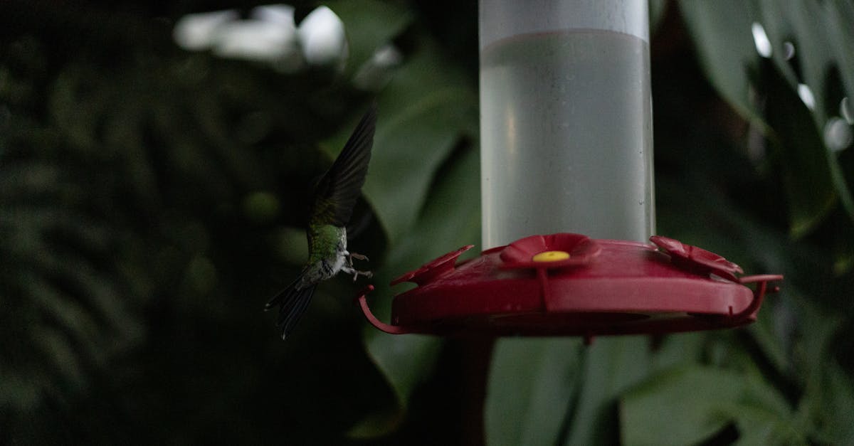 a vibrant hummingbird feeds from a red feeder amidst lush greenery capturing the essence of nature