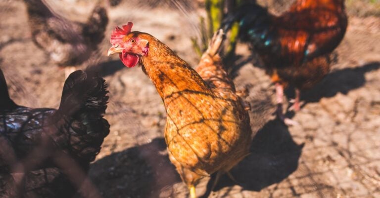 4 Best Chicken Coop Placement Strategies for Sunlight Exposure That Boost Egg Production