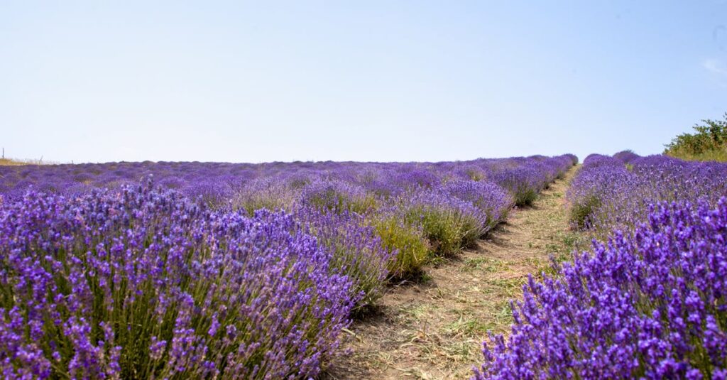 a vibrant lavender field with a clear path under a bright summer sky showcasing natural beauty