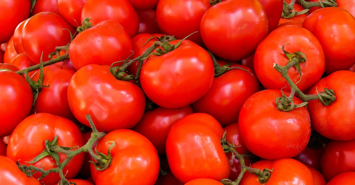 a vivid collection of fresh ripe red tomatoes perfect for nutritious meals