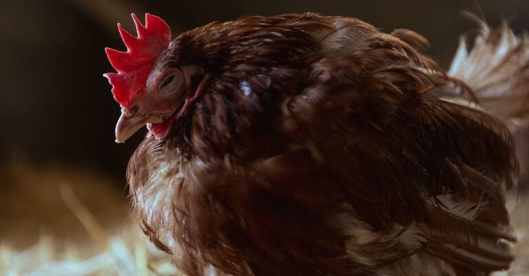6 Best Quiet Fan Brackets for Chicken Coops That Prevent Stress
