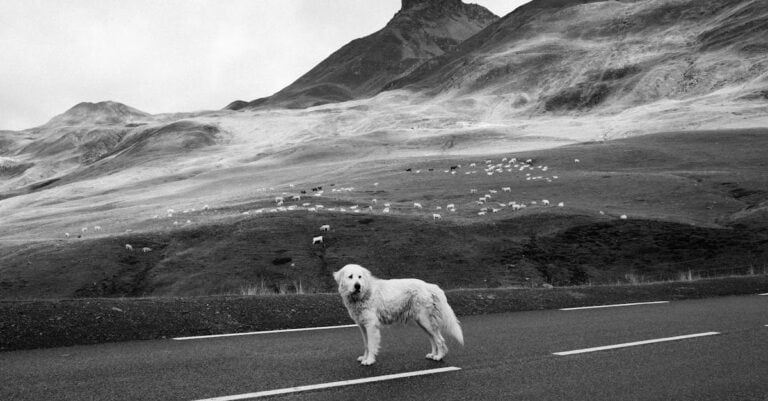 4 Best Livestock Guardian Dogs for Protecting Sheep That Work Alone