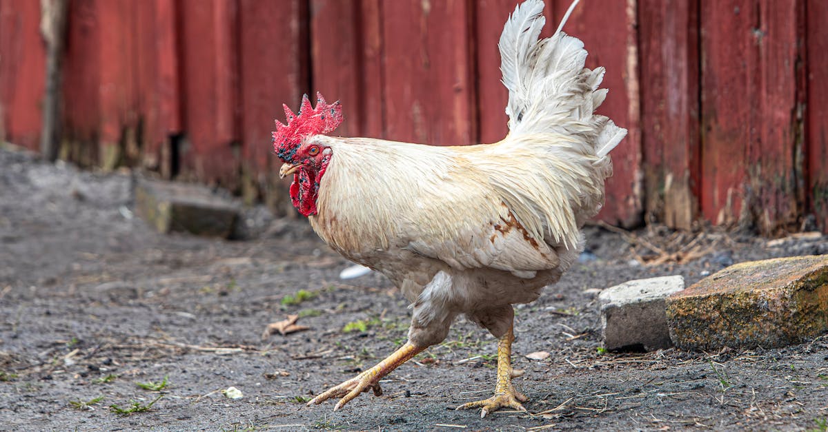 a white rooster strides confidently on a farmyard with a red wooden backdrop