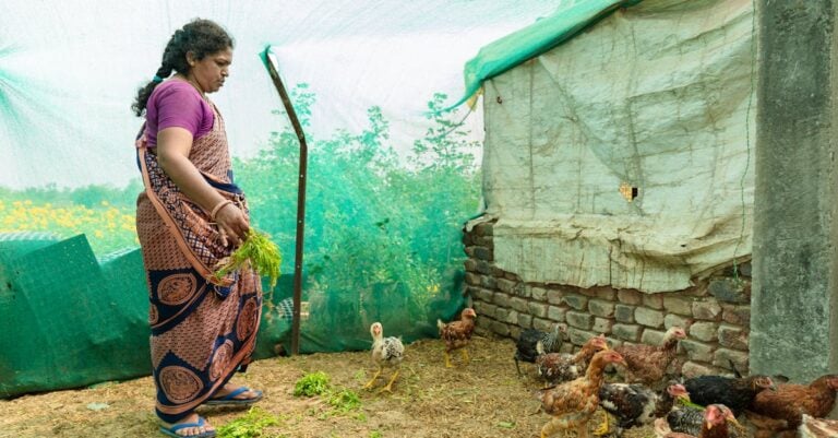 6 Best Automatic Chicken Coop Cleaners That Save Daily Hours