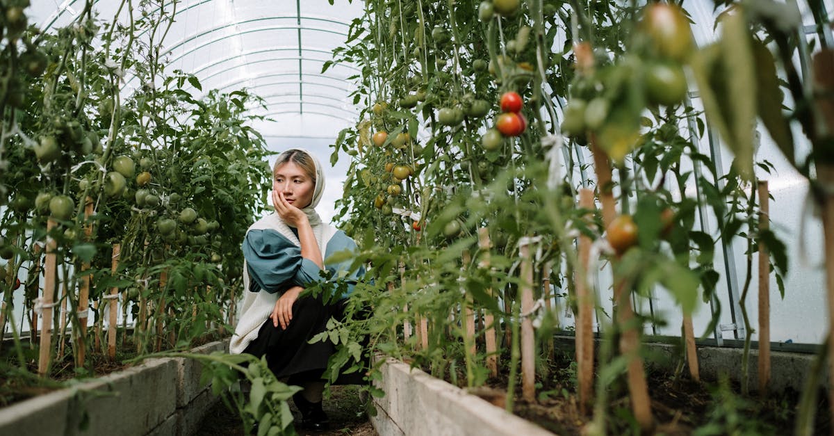 a woman sits thoughtfully in a greenhouse among growing tomato plants 2