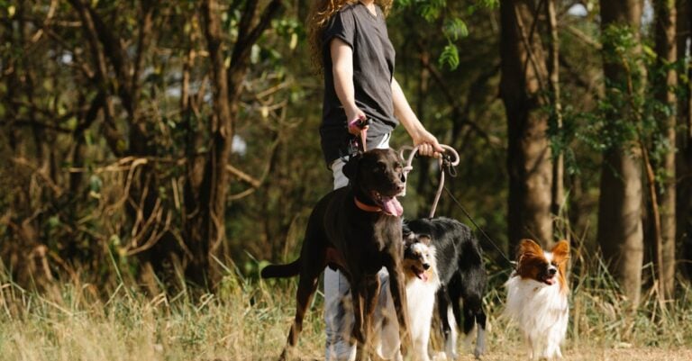 5 Best Topical Flea Treatments for Dogs on Hobby Farms That Work