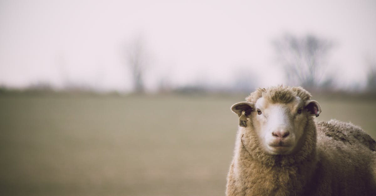 a woolly sheep stands calmly in an open field exuding a tranquil and natural vibe