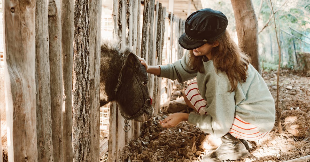a young girl caresses a donkey through a wooden fence on a sunny day at a rural farm