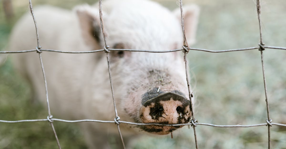a young piglet peering through a wired fence on a farm