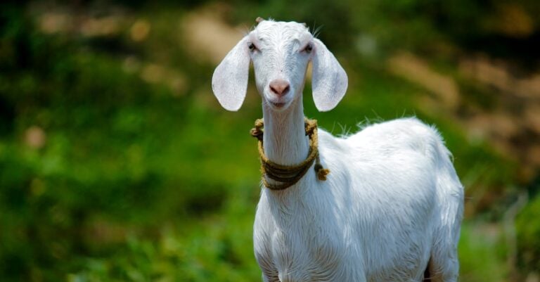 5 Best Goat Copper Supplement for Kids That Prevent Common Issues