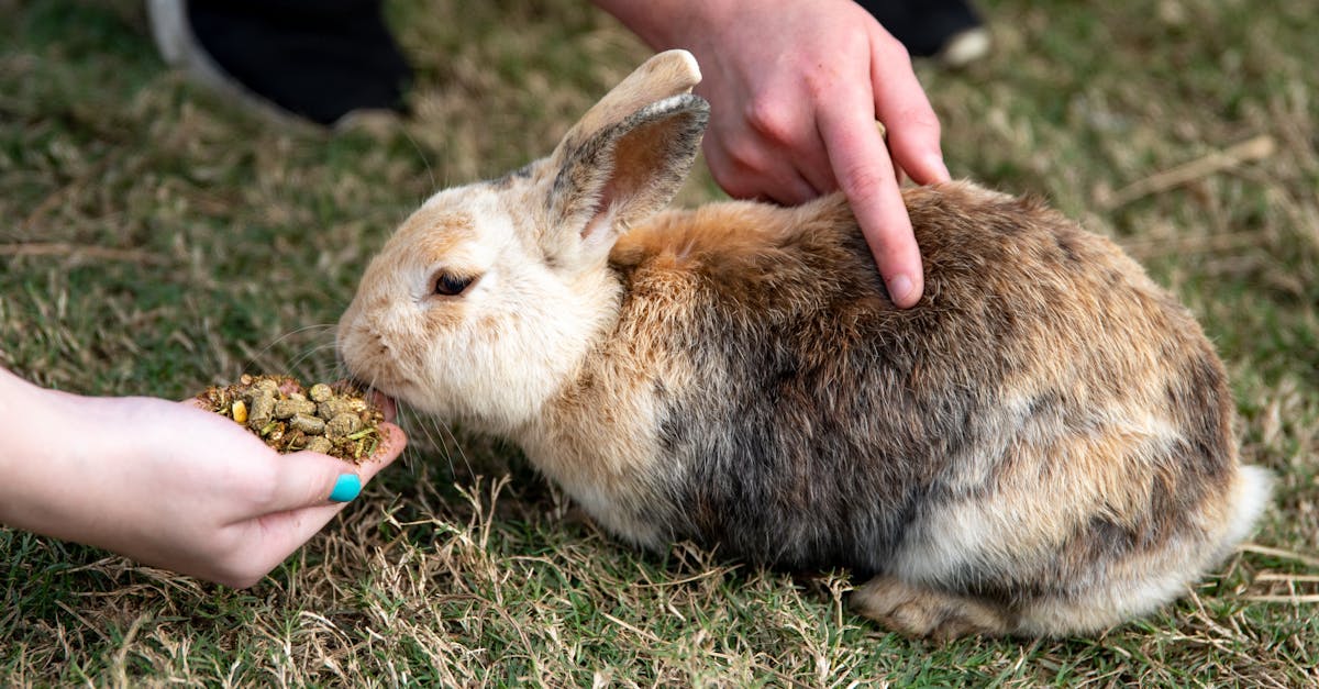 adorable brown rabbit being fed by hand on grass close up view
