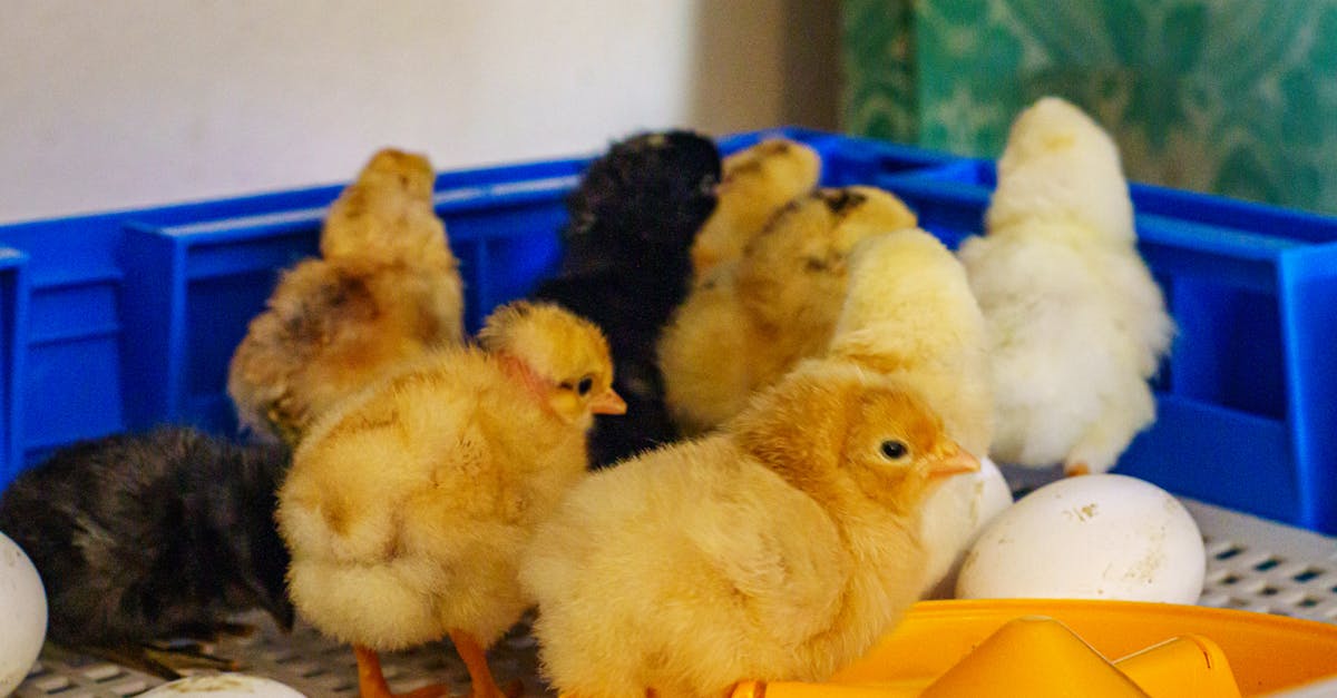 adorable chicks and eggs in an incubator setting capturing a moment of life indoors 1