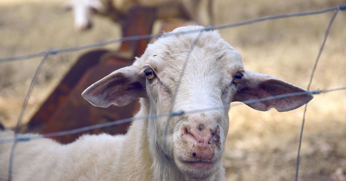 adorable goat peering through a fence in a rural setting highlighting its texture and curiosity 3