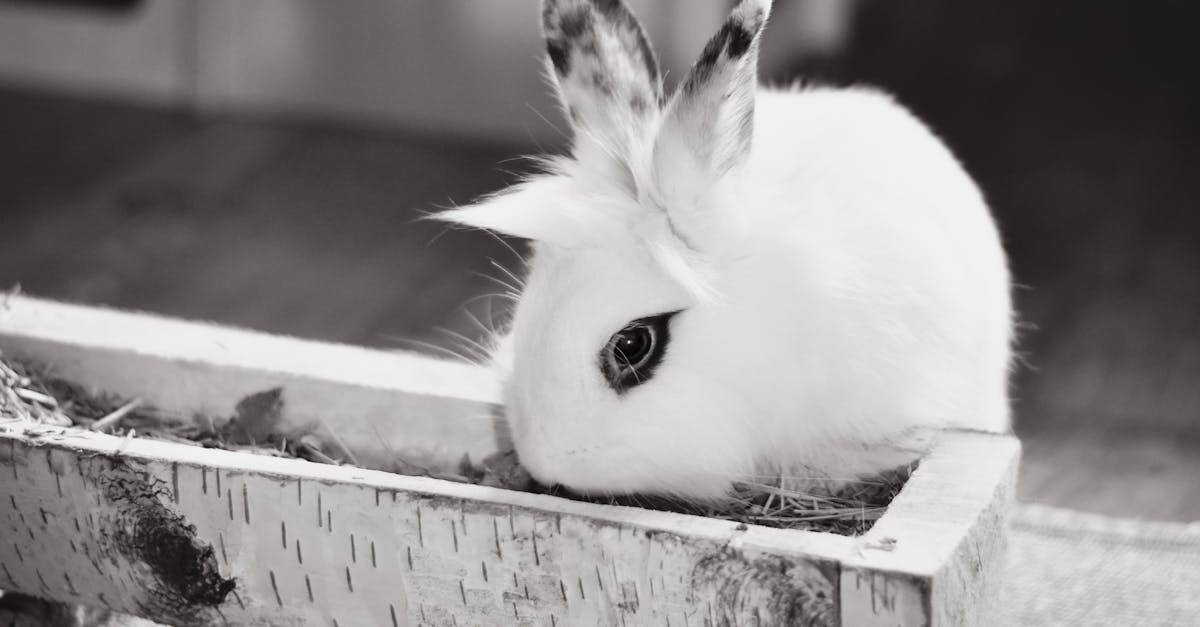 adorable white rabbit feeding from a trough in monochrome setting