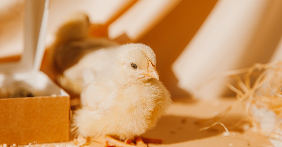 adorable yellow chick in a cardboard box with soft lighting perfect for easter themes