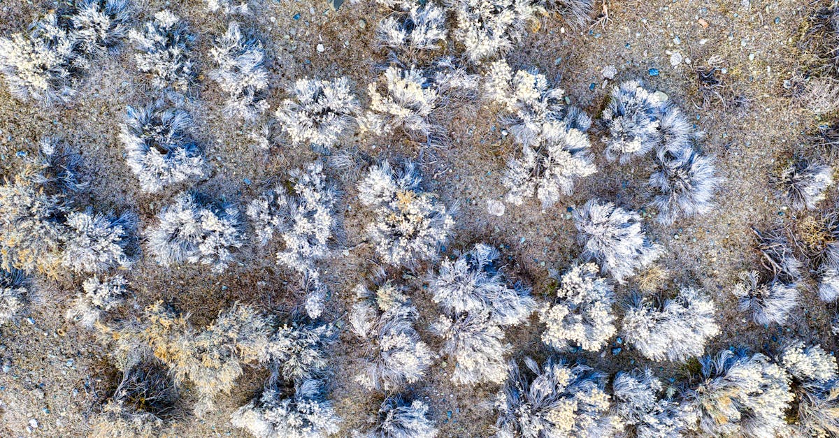 aerial perspective of sagebrush vegetation in dry rocky terrain in huntington oregon
