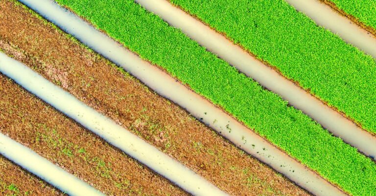 6 Best Ground Staples for Securing Irrigation Lines That Prevent Common Issues