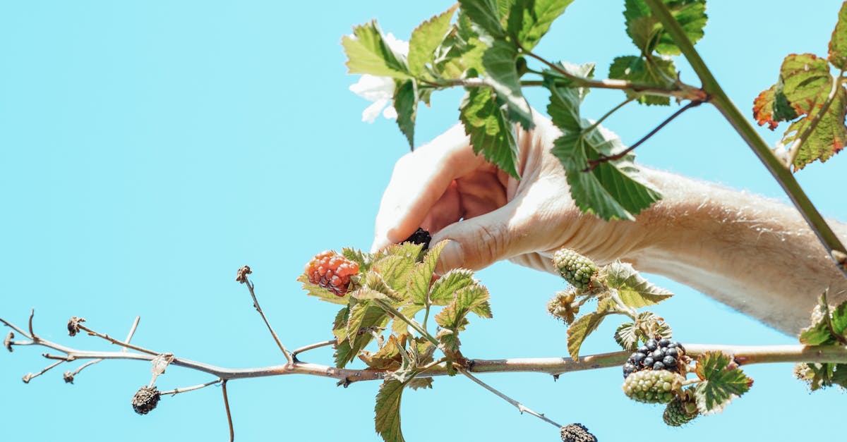 an arm reaching to pick ripe blackberries from a bush under clear blue sky