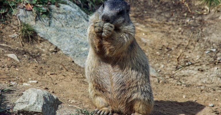 4 Best Groundhog Repellents for Small Farms That Work Naturally