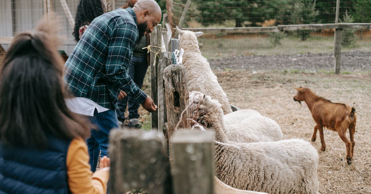 anonymous african american family giving food to sheep and goats through fence in countryside