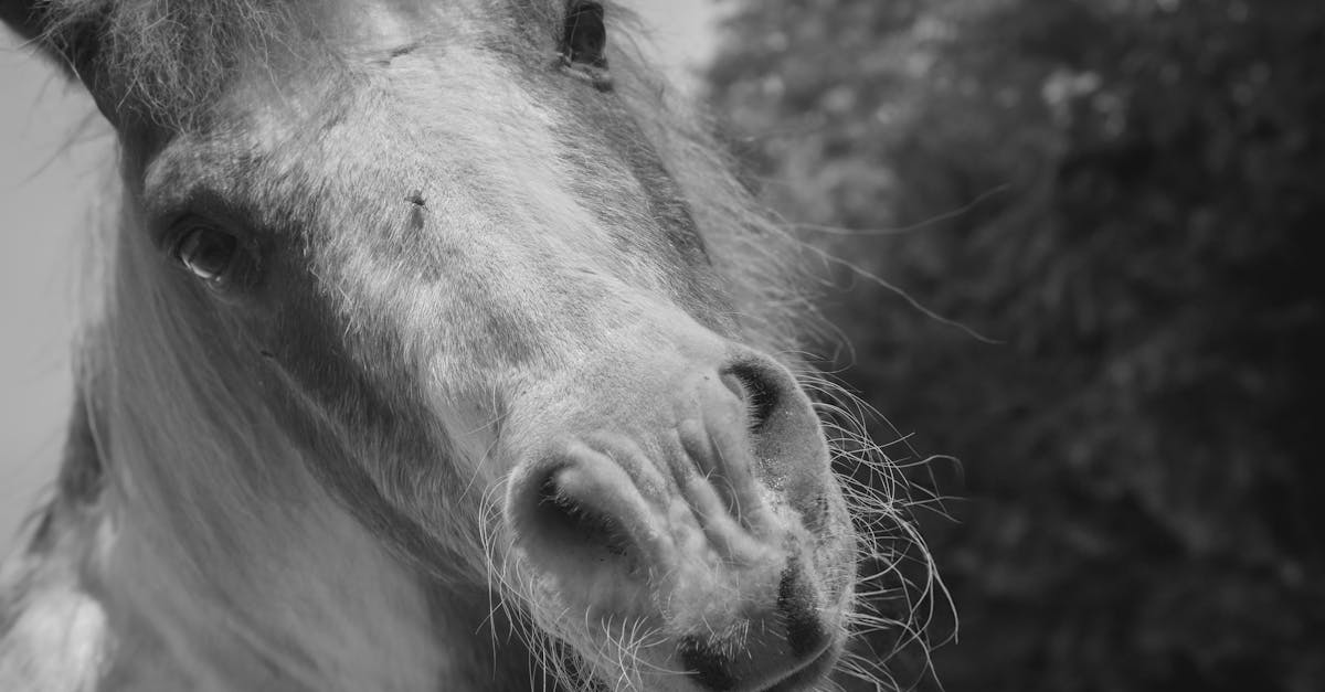 artistic black and white portrait of a horse with a fly on its face outdoors