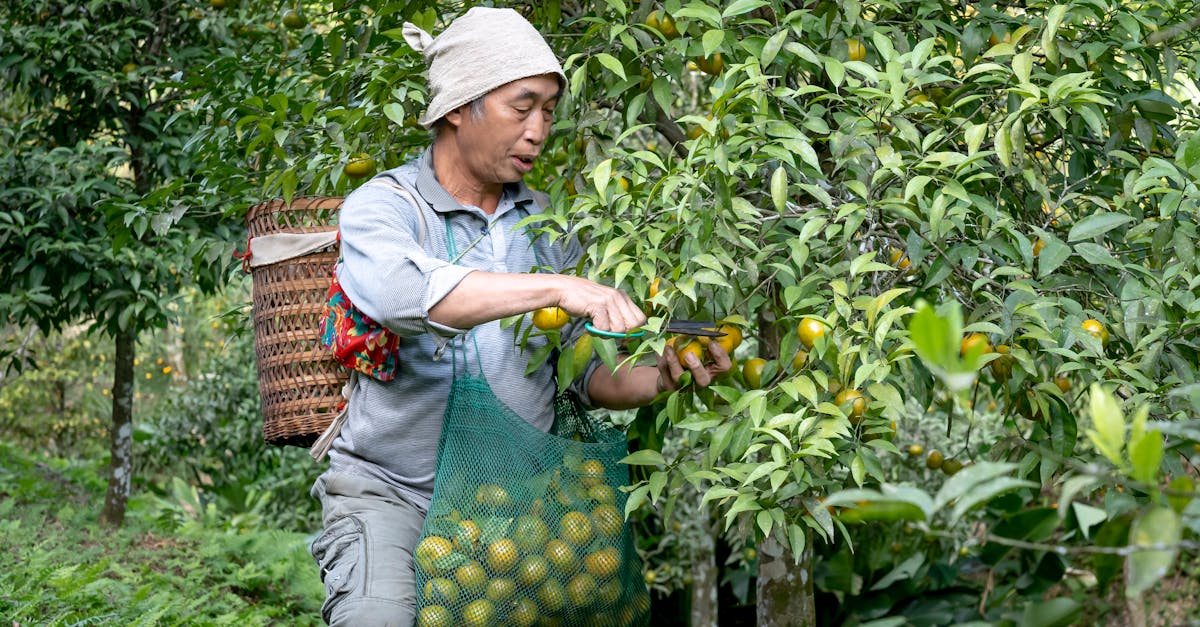asian man harvesting limes in a lush orchard showcasing traditional farming practices
