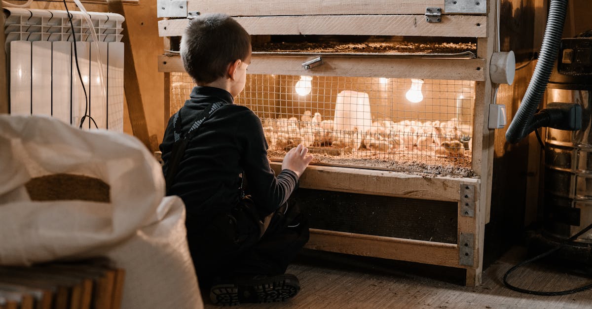 back view of small boy sitting on floor and watching chicks in wooden brooder with light bulbs in he