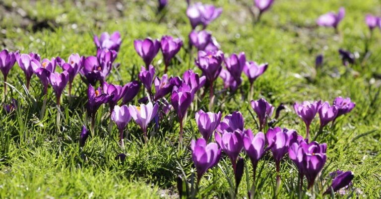 7 Best Crocus Bulbs for Early Spring Color That Bloom Through Snow