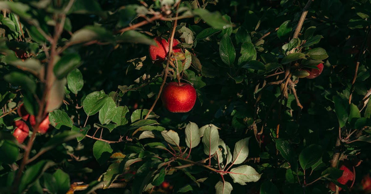 beautiful ripe apples on branches with lush green leaves in a fall orchard