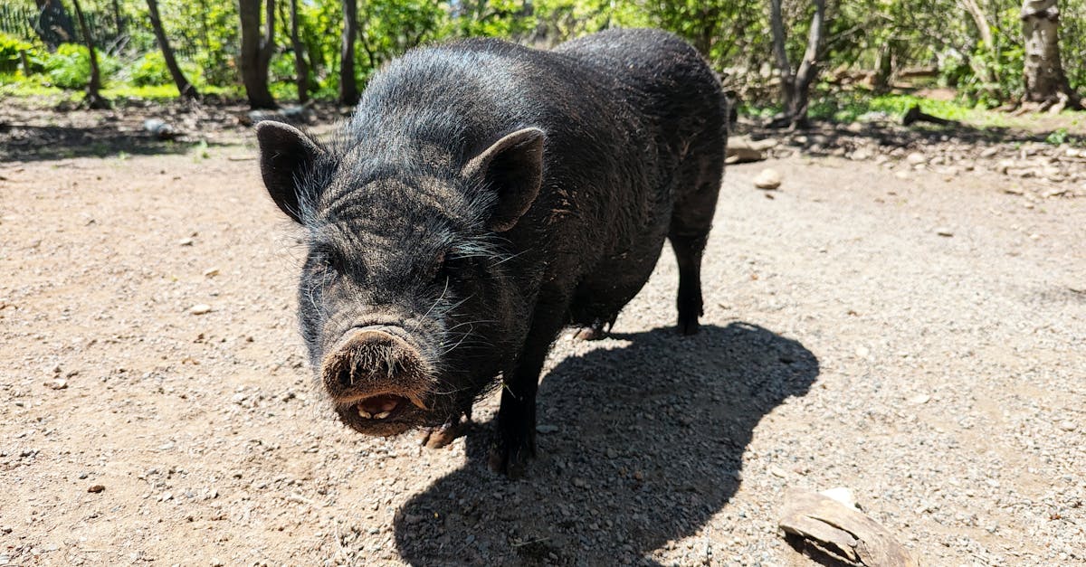 black pig on sunny day in parrsboro ns standing on rural farm road surrounded by trees