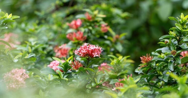 4 Best Camellia Bushes for Southern Gardens With Mild Winters