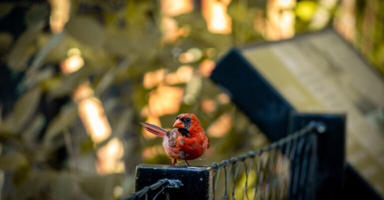 3 Best Bird Feeders for Attracting Cardinals That Work Year-Round