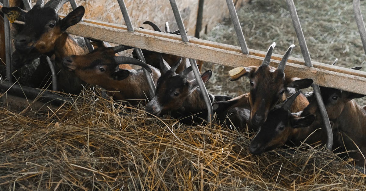 brown goats feeding on hay in a barn showcasing livestock farming indoors