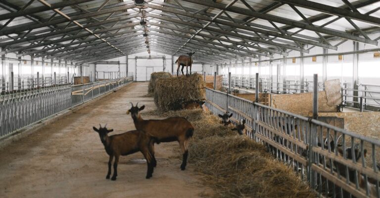 7 Best Corrugated Roofing for Goat Shelters on a Budget