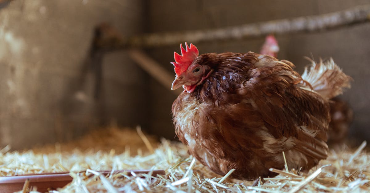brown hen sitting on straw bedding inside a traditional chicken coop