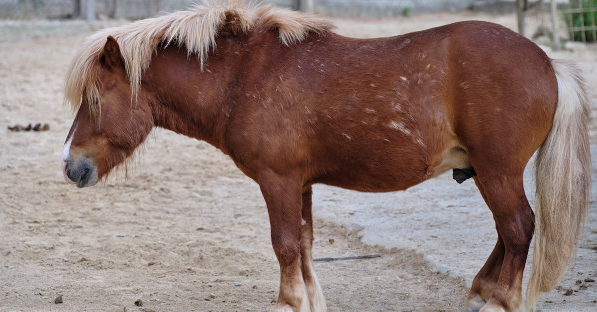 brown miniature horse with a mane standing in an outdoor paddock