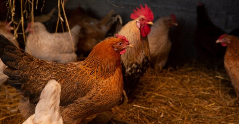 4 Best Chicken Roosts for Coop Upgrades That Prevent Issues