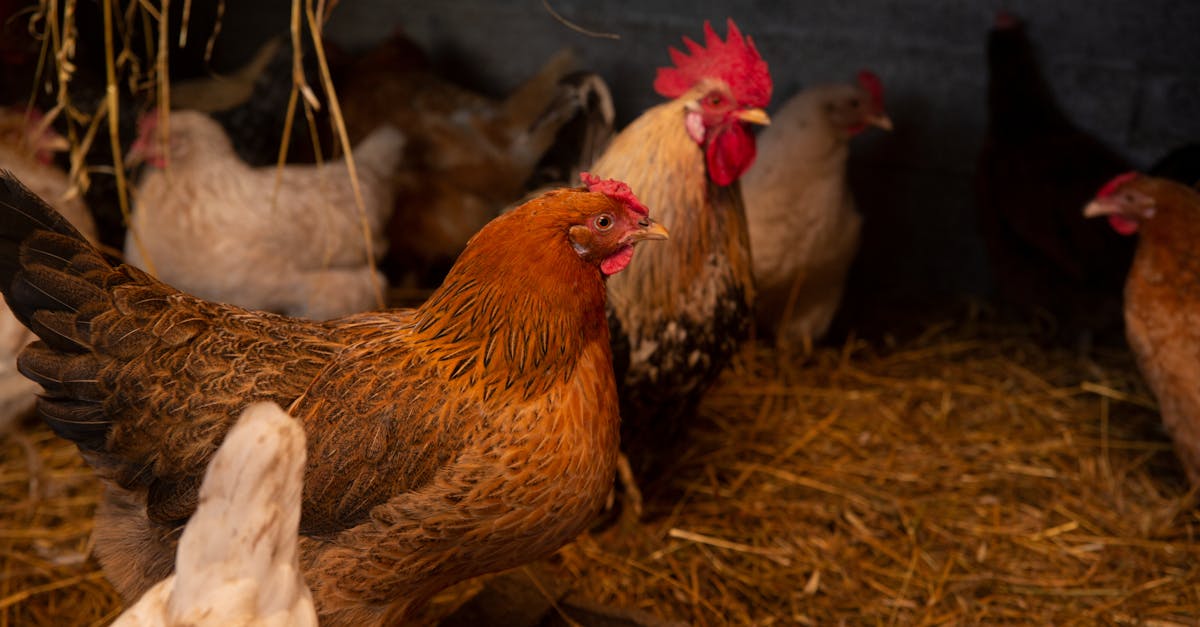 chickens and a rooster in a cozy farm coop surrounded by hay