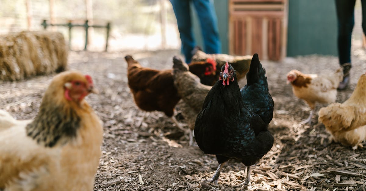 chickens roaming freely on a farm showcasing natural and rustic farm life