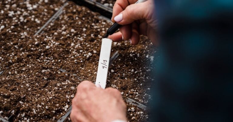 6 Best Seed Starting Fertilizers for Seedlings That Prevent Burn