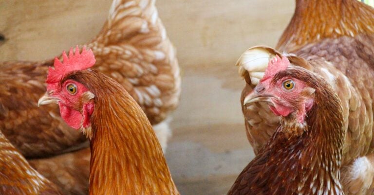 6 Best Chicken Coop Brooders for Raising Baby Chicks That Prevent Common Issues