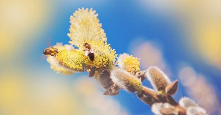 6 Best Overwintered Queen Bees for Early Spring Buildup Success